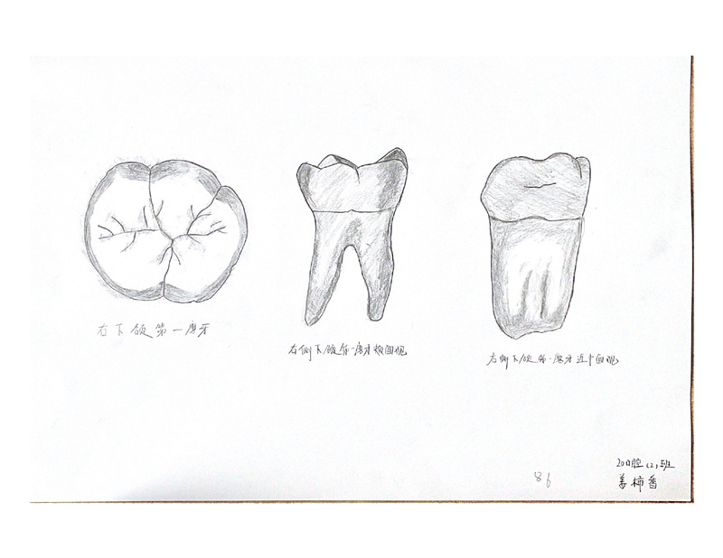1649744527720526.jpg 牙体素描照片_page-0008.jpg